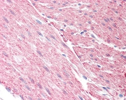 Invitrogen GRAF Polyclonal Antibody 100 &mu;g; Unconjugated:Antibodies,