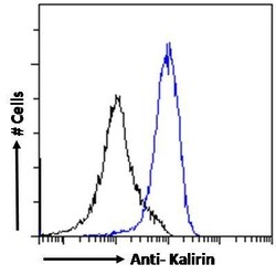 Invitrogen Kalirin Polyclonal Antibody 100 &mu;g; Unconjugated:Antibodies,