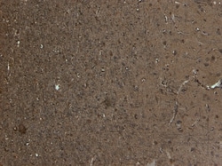 Invitrogen Kalirin Polyclonal Antibody 100 &mu;g; Unconjugated:Antibodies,