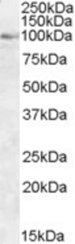 Invitrogen OSBP Polyclonal Antibody 100 &mu;g; Unconjugated:Antibodies,