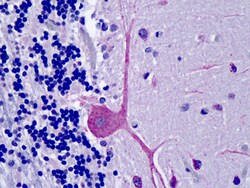 Invitrogen ORP1 Polyclonal Antibody 100 &mu;g; Unconjugated:Antibodies,