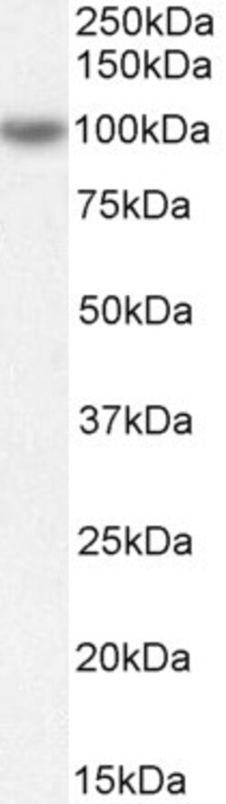 Invitrogen ORP5 Polyclonal Antibody 100 &mu;g; Unconjugated:Antibodies,