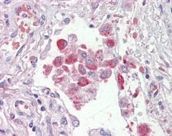 Invitrogen ORP9 Polyclonal Antibody 100 &mu;g; Unconjugated:Antibodies,