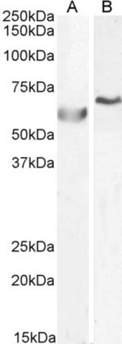 Invitrogen POLL Polyclonal Antibody 100 &mu;g; Unconjugated:Antibodies,