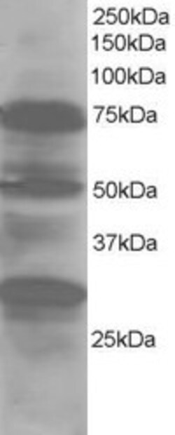 Invitrogen LMO7 Polyclonal Antibody 100 &mu;g; Unconjugated:Antibodies,