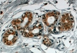 Invitrogen SNX5 Polyclonal Antibody 100 &mu;g; Unconjugated:Antibodies,