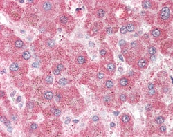 Invitrogen VAM1 Polyclonal Antibody 100 μg; Unconjugated:Antibodies,