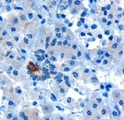 Invitrogen PAR6 Polyclonal Antibody 100 &mu;g; Unconjugated:Antibodies,