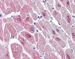 Invitrogen PAR6 Polyclonal Antibody 100 &mu;g; Unconjugated:Antibodies,