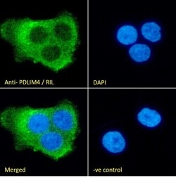 Invitrogen PDLIM4 Polyclonal Antibody 100 μg; Unconjugated:Antibodies,