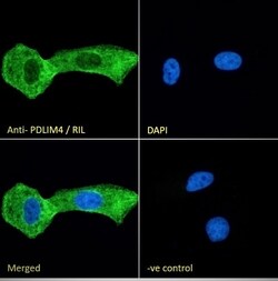 Invitrogen PDLIM4 Polyclonal Antibody 100 μg; Unconjugated:Antibodies,