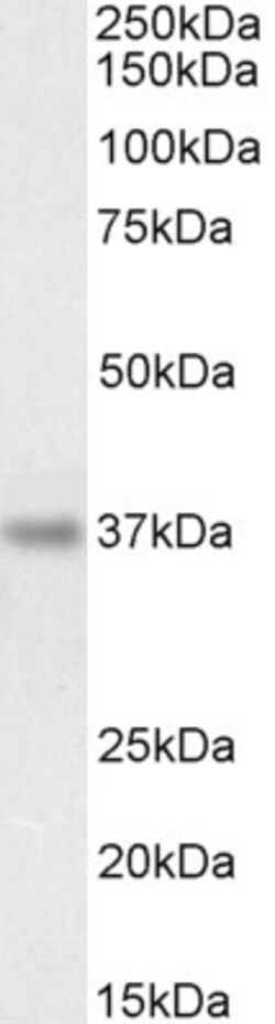 Invitrogen PDLIM4 Polyclonal Antibody 100 μg; Unconjugated:Antibodies,