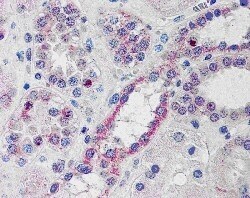 Invitrogen&trade;&nbsp;NOXO1 Polyclonal Antibody