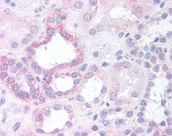 Invitrogen™ NOXO1 Polyclonal Antibody