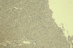 Invitrogen VDAC2 Polyclonal Antibody 100 &mu;g; Unconjugated:Antibodies,