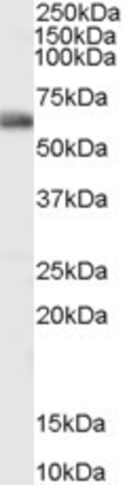 Invitrogen MUTYH Polyclonal Antibody 100 &mu;g; Unconjugated:Antibodies,