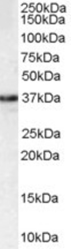 Invitrogen MPG Polyclonal Antibody 100 &mu;g; Unconjugated:Antibodies,