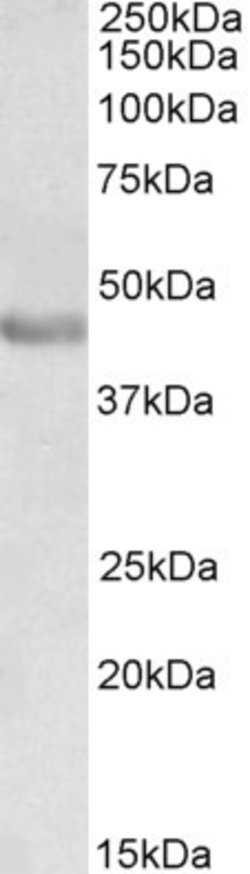 Invitrogen PAX3 Polyclonal Antibody 100 &mu;g; Unconjugated:Antibodies,