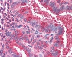 Invitrogen ACTR1B Polyclonal Antibody 100 &mu;g; Unconjugated:Antibodies,