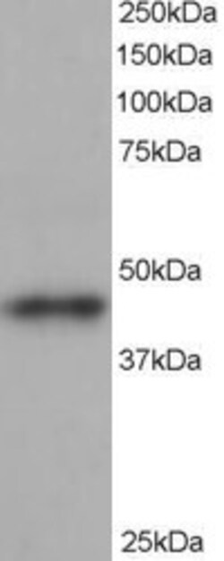 Invitrogen ACTR1B Polyclonal Antibody 100 &mu;g; Unconjugated:Antibodies,