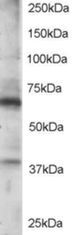 Invitrogen RGS14 Polyclonal Antibody 100 &mu;g; Unconjugated:Antibodies,