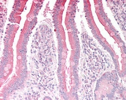 Invitrogen RGS18 Polyclonal Antibody 100 &mu;g; Unconjugated:Antibodies,