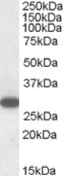 Invitrogen RGS18 Polyclonal Antibody 100 &mu;g; Unconjugated:Antibodies,