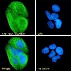 Invitrogen FLAP Polyclonal Antibody 100 &mu;g; Unconjugated:Antibodies,