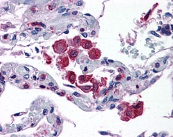 Invitrogen FLAP Polyclonal Antibody 100 &mu;g; Unconjugated:Antibodies,