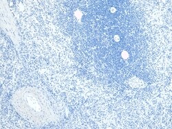 Invitrogen FLAP Polyclonal Antibody 100 &mu;g; Unconjugated:Antibodies,