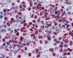 Invitrogen FLAP Polyclonal Antibody 100 &mu;g; Unconjugated:Antibodies,