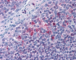 Invitrogen FLAP Polyclonal Antibody 100 &mu;g; Unconjugated:Antibodies,