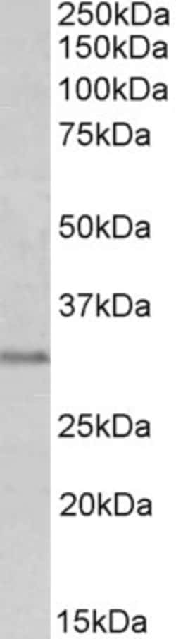 Invitrogen MSX1 Polyclonal Antibody 100 &mu;g; Unconjugated:Antibodies,