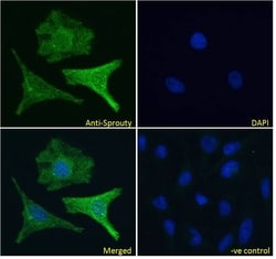 Invitrogen SPRY1 Polyclonal Antibody 100 &mu;g; Unconjugated:Antibodies,