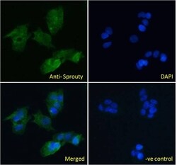 Invitrogen SPRY1 Polyclonal Antibody 100 &mu;g; Unconjugated:Antibodies,