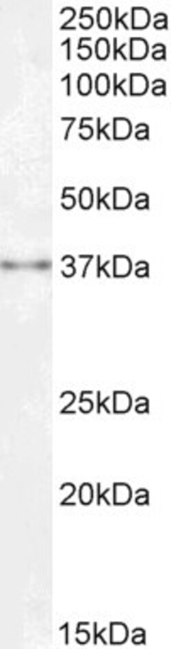 Invitrogen SPRY1 Polyclonal Antibody 100 &mu;g; Unconjugated:Antibodies,