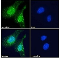 Invitrogen DLC1 Polyclonal Antibody 100 &mu;g; Unconjugated:Antibodies,