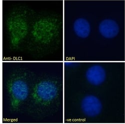 Invitrogen DLC1 Polyclonal Antibody 100 &mu;g; Unconjugated:Antibodies,