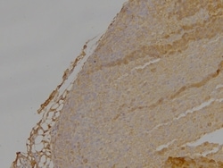 Invitrogen DLC1 Polyclonal Antibody 100 &mu;g; Unconjugated:Antibodies,