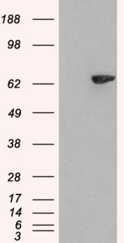 Invitrogen LNK Polyclonal Antibody 100 &mu;g; Unconjugated:Antibodies,