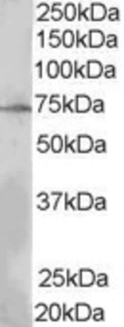 Invitrogen LNK Polyclonal Antibody 100 &mu;g; Unconjugated:Antibodies,