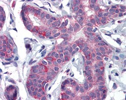 Invitrogen PPAR delta Polyclonal Antibody 100 &mu;g | Buy Online | Invitrogen&trade; | Fisher Scientific