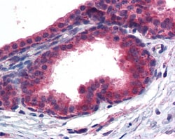 Invitrogen PPAR delta Polyclonal Antibody 100 &mu;g | Buy Online | Invitrogen&trade; | Fisher Scientific