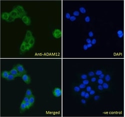 Invitrogen ADAM12 Polyclonal Antibody 100 &mu;g; Unconjugated:Antibodies,