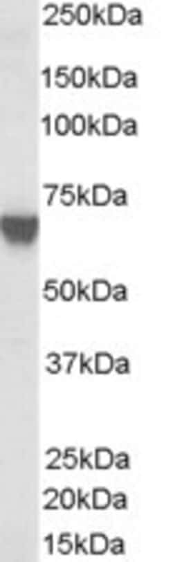 Invitrogen TOM1L2 Polyclonal Antibody 100 &mu;g; Unconjugated:Antibodies,