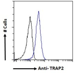 Invitrogen PSMD2 Polyclonal Antibody 100 &mu;g; Unconjugated:Antibodies,