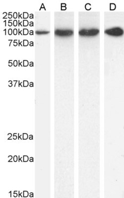 Invitrogen PSMD2 Polyclonal Antibody 100 &mu;g; Unconjugated:Antibodies,