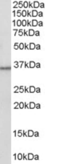 Invitrogen HSD11B1 Polyclonal Antibody 100 &mu;g; Unconjugated:Antibodies,