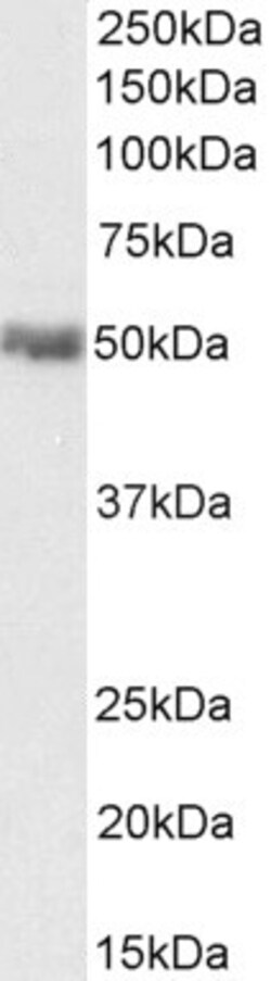 Invitrogen PD-L1 Polyclonal Antibody 100 &mu;g; Unconjugated:Anticuerpos