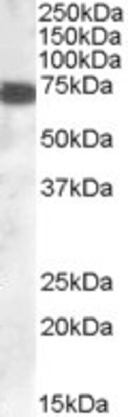 Invitrogen ZDHHC13 Polyclonal Antibody 100 &mu;g; Unconjugated:Antibodies,